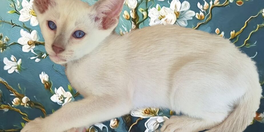 Siamese Kittens For Sale