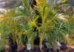 KINGSCLIFF NURSERY IS SITUATED ON 5 ACRES WHERE WE PROPAGATE ,GROW AND SELL DIRECT TO YOU