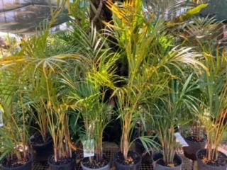 KINGSCLIFF NURSERY IS SITUATED ON 5 ACRES WHERE WE PROPAGATE ,GROW AND SELL DIRECT TO YOU