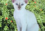 Siamese Kittens for Sale
