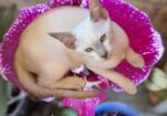 Siamese Kittens for Sale