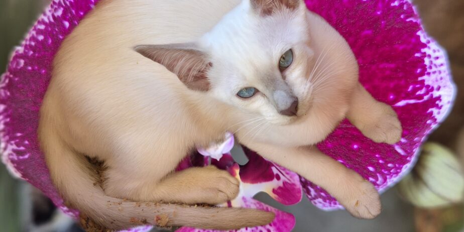 Siamese Kittens for Sale