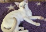 Siamese Kittens for Sale