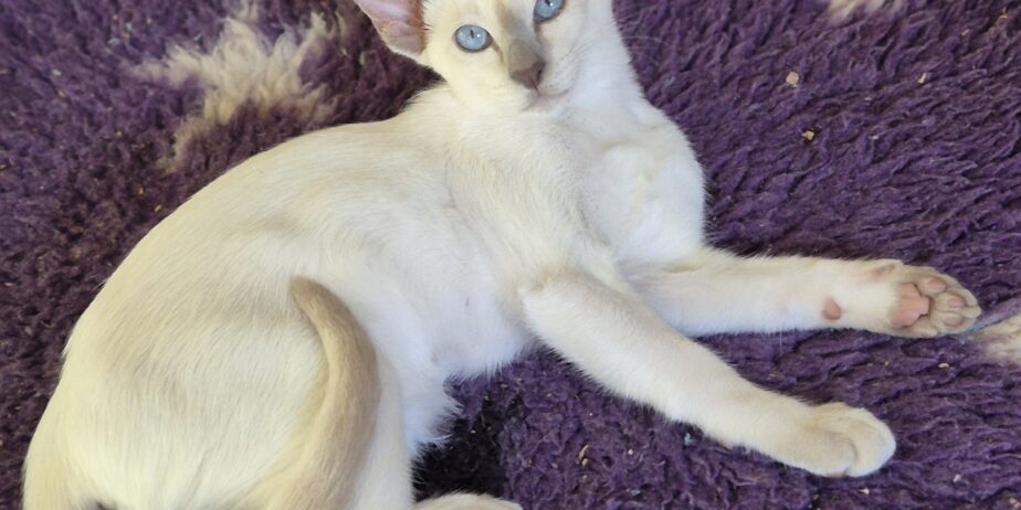 Siamese Kittens for Sale