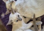 Siamese Kittens for Sale