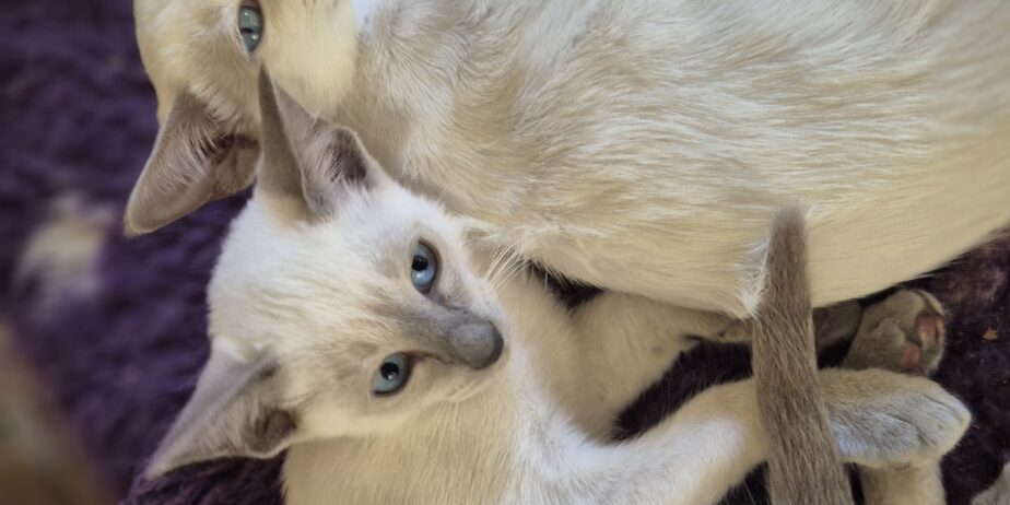 Siamese Kittens for Sale