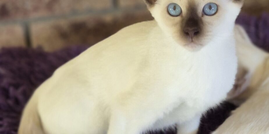 Siamese Kittens for Sale
