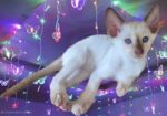 Siamese Kittens for Sale