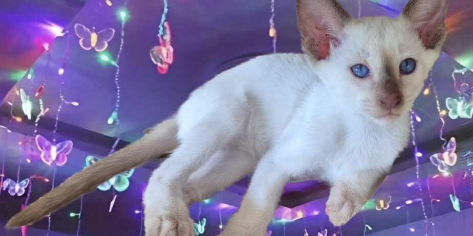 Siamese Kittens for Sale