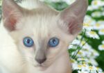 Siamese Kittens for Sale