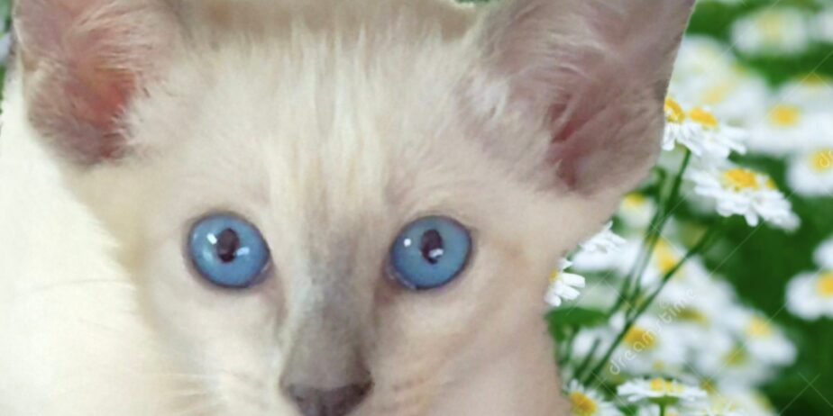 Siamese Kittens for Sale