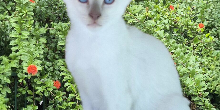 Siamese Kittens for Sale