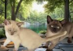 Burmese Kittens For Sale
