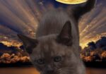 Burmese Kittens For Sale