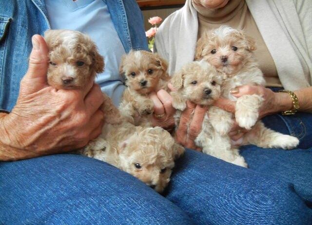 Well Socialized Maltipoo Puppies Now Ready