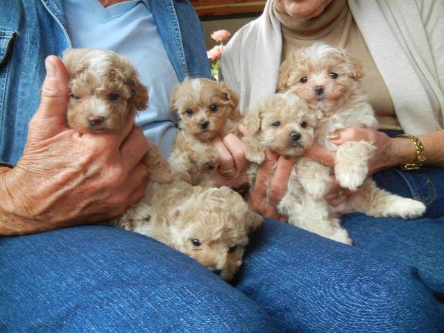 Well Socialized Maltipoo Puppies Now Ready