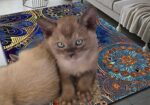 Burmese Kittens For Sale