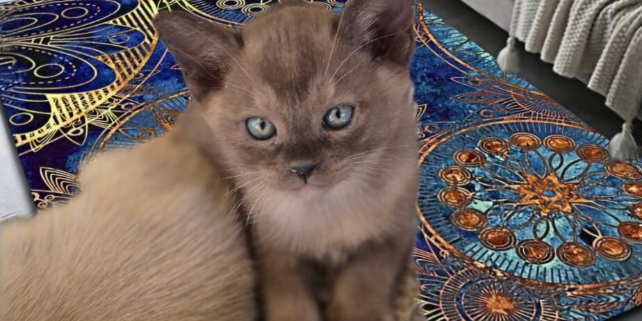 Burmese Kittens For Sale