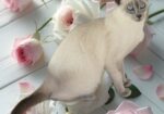 Siamese Kittens for Sale