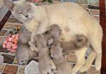 Burmese Kittens For Sale