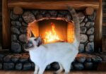 Siamese Kittens for Sale