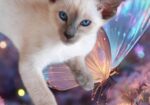 Siamese Kittens for Sale
