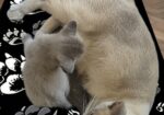 Burmese Kittens For Sale