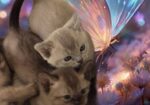 Burmese Kittens For Sale