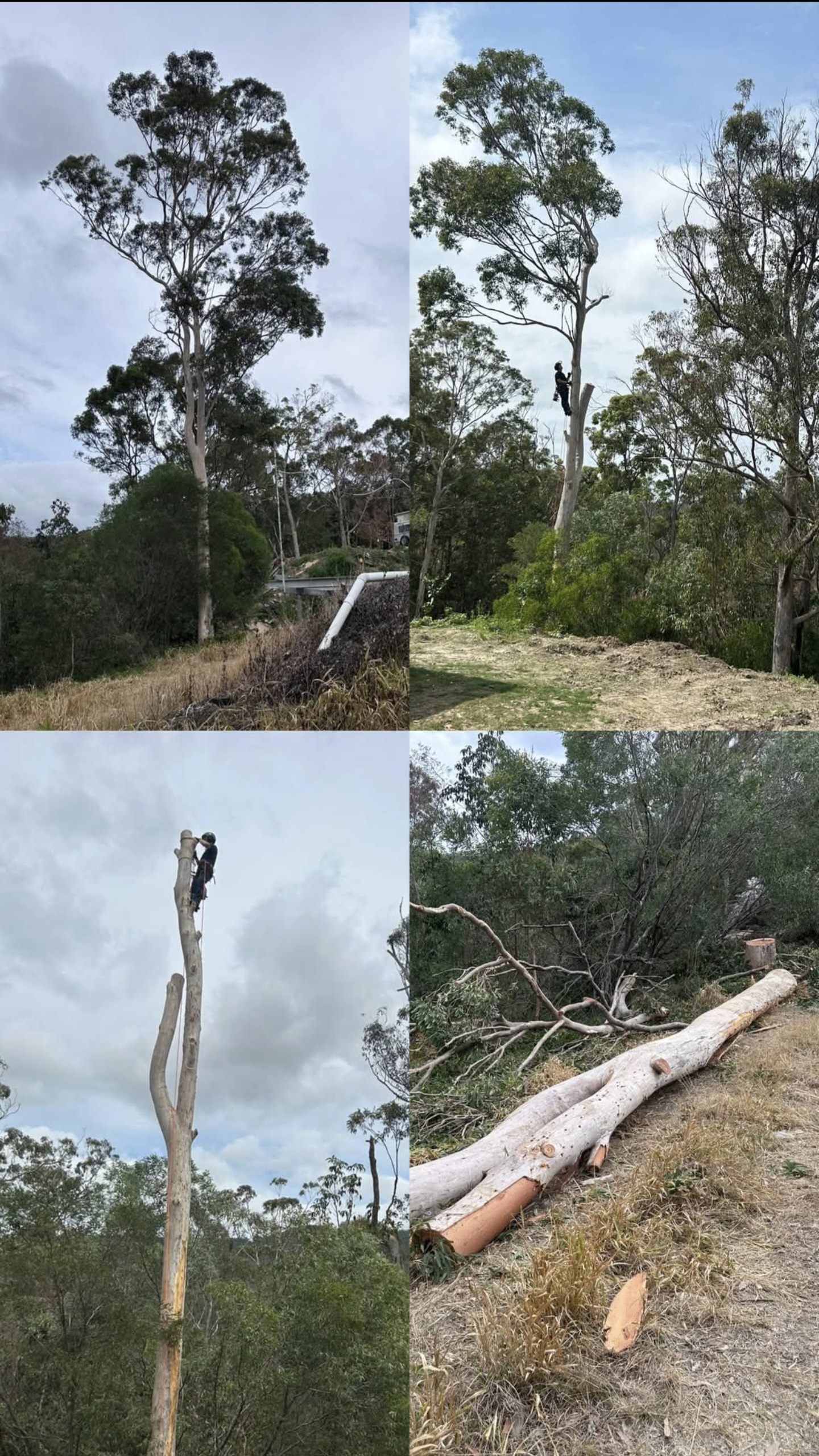 Screenshot_20260417_090527_Gallery